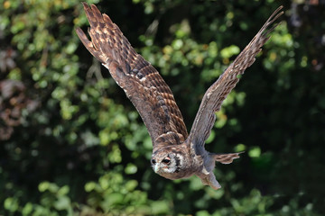 Owl in flight
