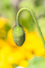 Poppie Bud Close-UP