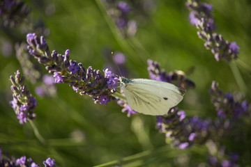 Pieris rapae on Violet Flowers