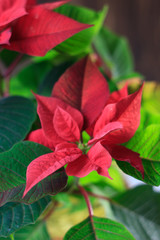 Christmas Poinsettia - kind of christmas home plant. red poinsettia leaves and flowers