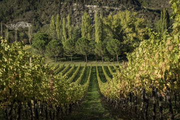 Fototapeta na wymiar Romagna vineyard