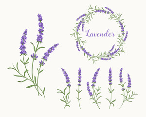 Fototapeta Vector lavender illustration set. Beautiful violet lavender flowers collection.  obraz