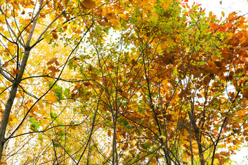 Multicolored tree leaves