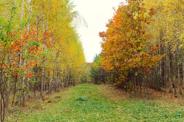 Birch wood with yellowed leaves