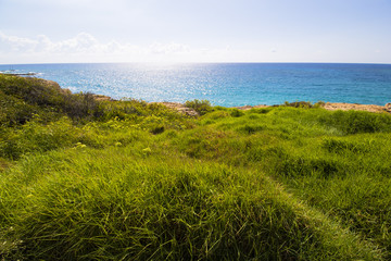 Sea grass cyprus