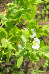 Fresh green pea pod