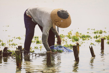 Farmer collecting seaweed plantations at seaweed farm in Nusa Penida, Indonesia © nonglak