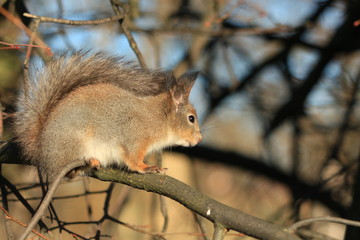 fluffy squirrel in the park