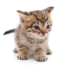 Kitten on white background.