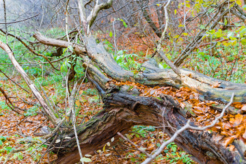 The fallen old tree is covered with green moss