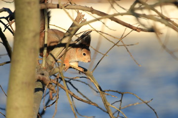 fluffy squirrel in the park