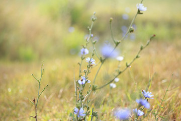 Fototapeta premium White Wild Flowers
