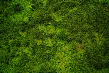 Natürliches grünes Moos als Hintergrund - Textur © Daniel Dörfler