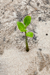 Mangrove seedling