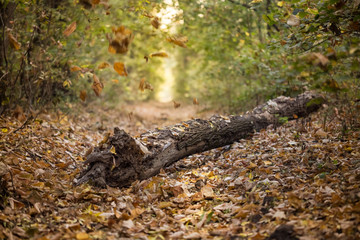 Falling leaves in autumn forest