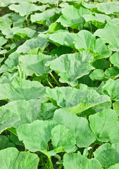 Fototapeta premium pumpkin in the garden