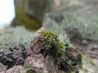 natureza
