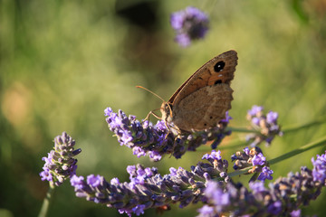 Maniola jurtina on Violet Flowers