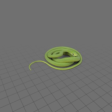 Curled green snake