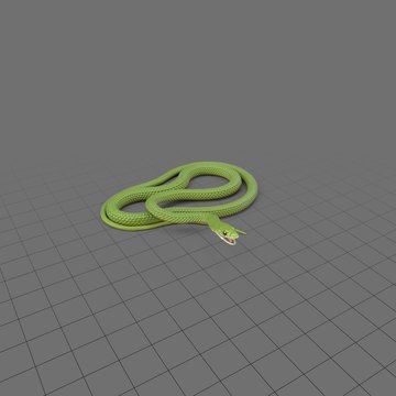 Posed green snake