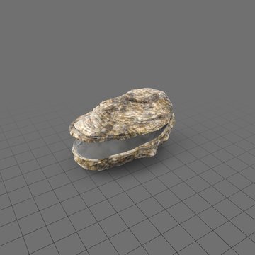 Whole oyster shell