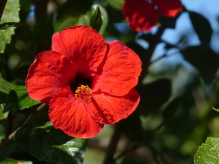 Hibiscus syriacus in late spring in Creta ... :-)