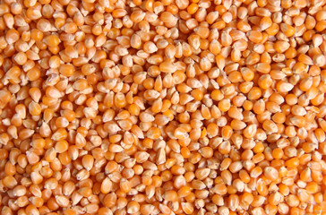 Corn