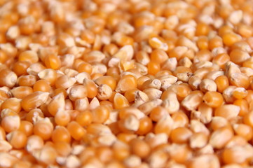 Corn
