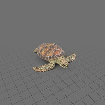 Sea turtle