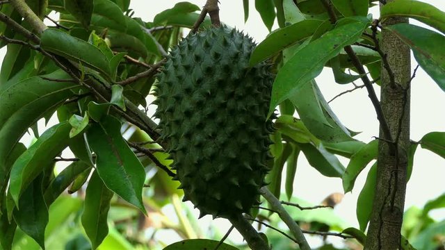 Guanabana fuit on the tree. Soursop Fruit on the tree. Soursop or Guanabana (Annona muricata). Exotic fruit. Tropical fruit tree. agriculture concept. fruit in the jungle, Colombia.