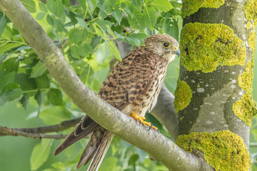 Falke im baum