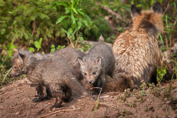 Red Fox Kits (Vulpes vulpes) With Vixen Back to Viewer
