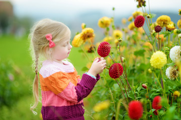 Cute little girl playing in blossoming dahlia field. Child picking fresh flowers in dahlia meadow on sunny summer day.