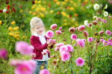 Cute little girl playing in blossoming dahlia field. Child picking fresh flowers in dahlia meadow...