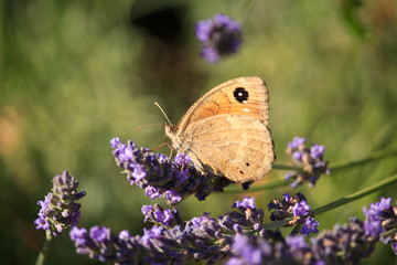 Maniola jurtina on Violet Flowers