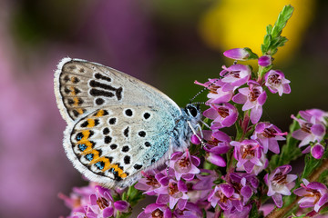 The silver-studded blue (Plebejus argus)