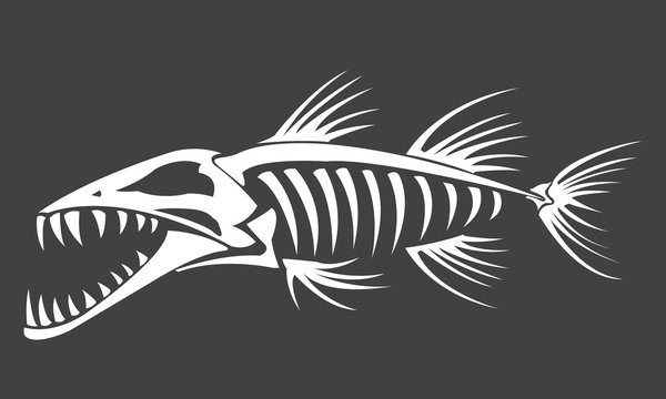 Barracuda skeleton on grey background, vector