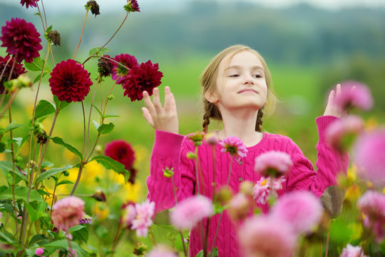 Cute little girl playing in blossoming dahlia field. Child picking fresh flowers in dahlia meadow on sunny summer day.