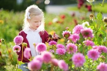 Fototapeta premium Cute little girl playing in blossoming dahlia field. Child picking fresh flowers in dahlia meadow on sunny summer day.