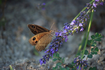 Maniola jurtina on Violet Flowers