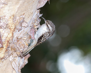 Brown Creeper