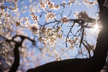 cherry blossom