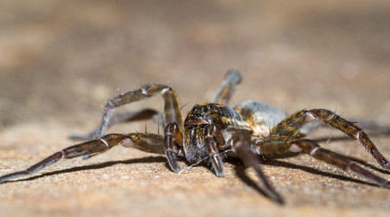 A spider crawling on white