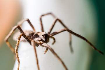 A spider crawling on white