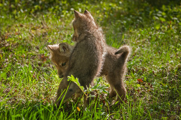 Grey Wolf (Canis lupus) Pup Jumps on Sibling