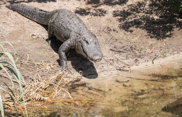 Obraz premium Large American Alligator entering water of a Florida lake