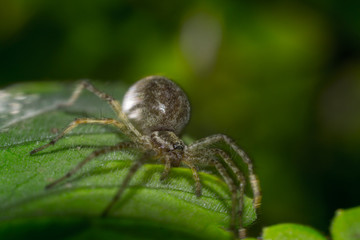 Web Maker