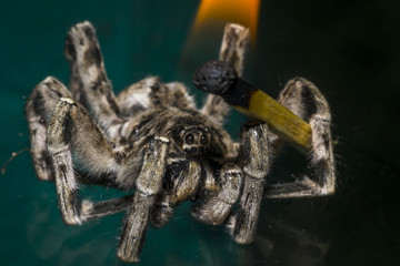 spider good