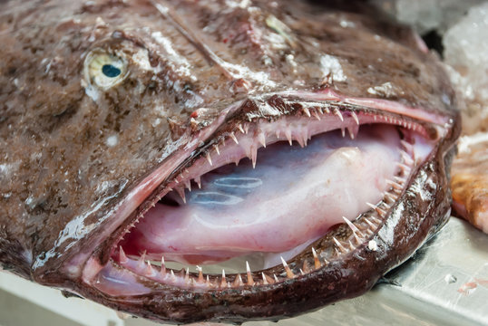 Monkfish mouth and teeth on fishmongers table