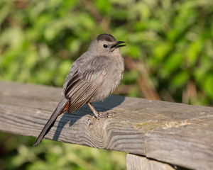 Grey Catbird